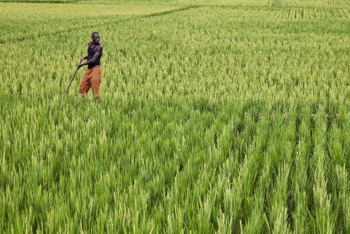 Sécurité alimentaire au Burundi : la Banque africaine de développement accorde un don de plus de 5 millions de dollars